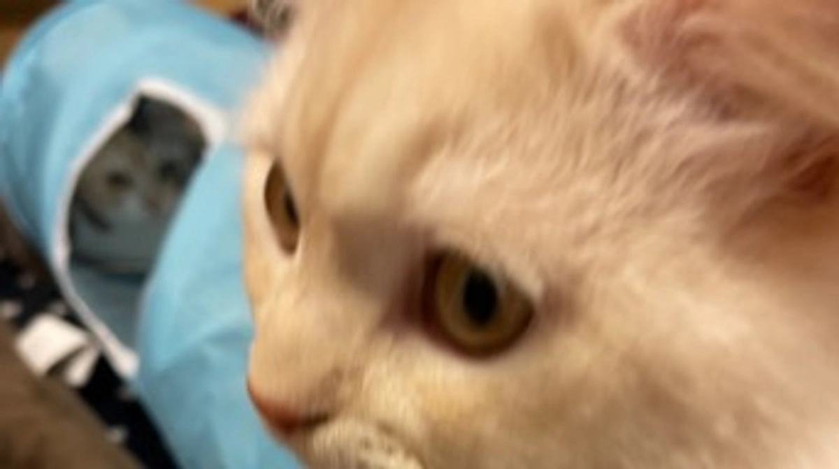 今日のトキ☀️