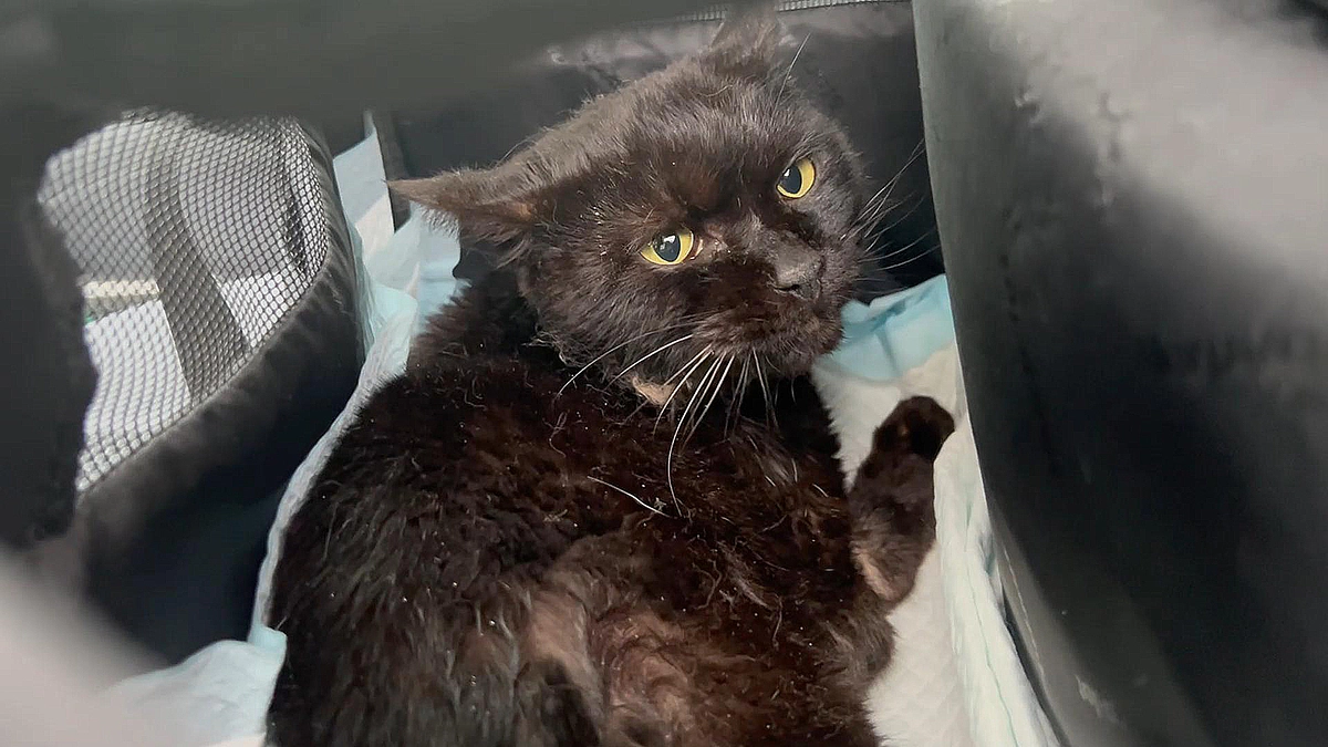 病院に行く前に不安そうな表情を見せる黒猫くーちゃん