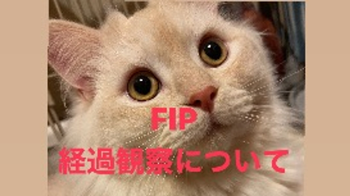 FIPの経過観察について