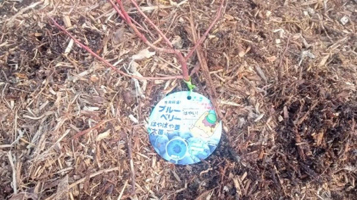ブルーベリーを植えました！　～その４　ウッドチップ～