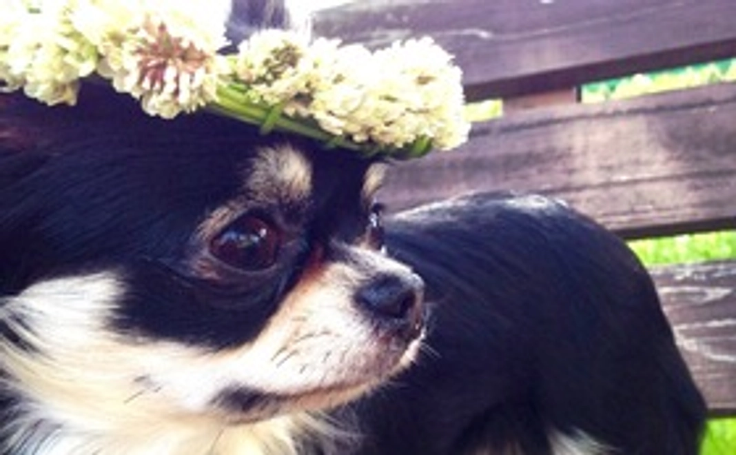 ありがとうございます①