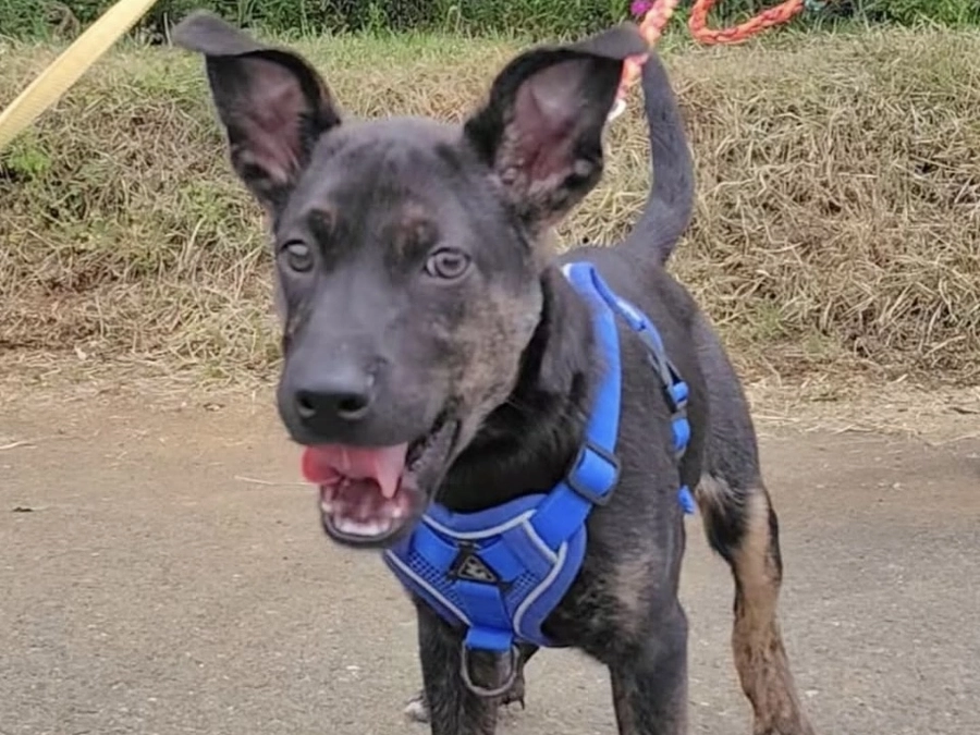 突然のお別れ、ダムのたびだち