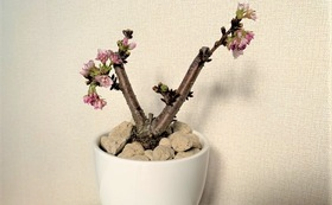 戦艦大和ゆかりの鉢植え父子桜・使い捨てマスク×1箱