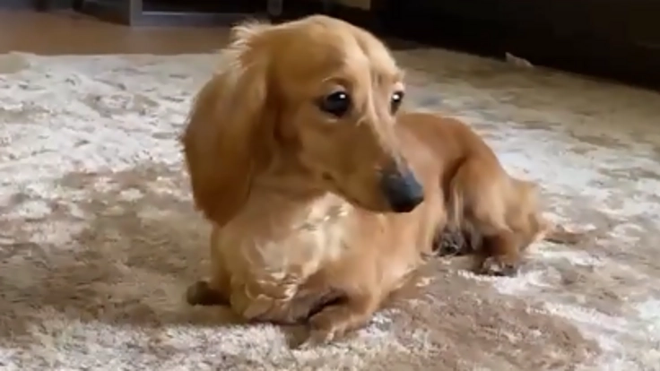 保護された前脚が無い子達へ、犬用の車椅子をつくりたい!