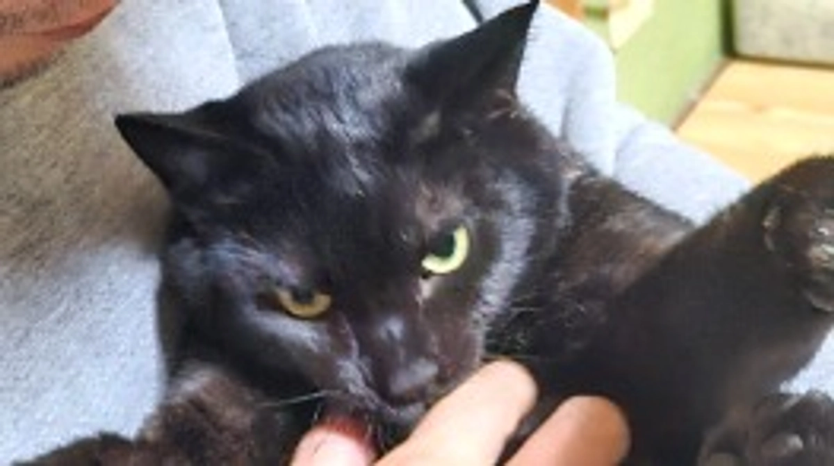 激烈甘えん坊！難病と闘うブラック