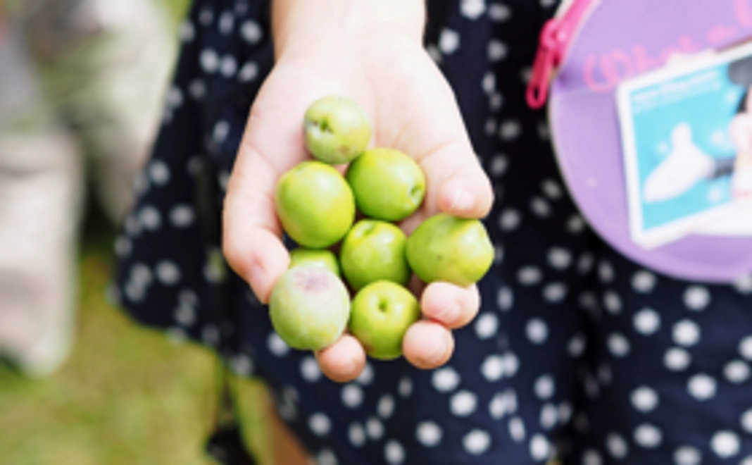 【島の恵みをお届け!】小豆島の特産品