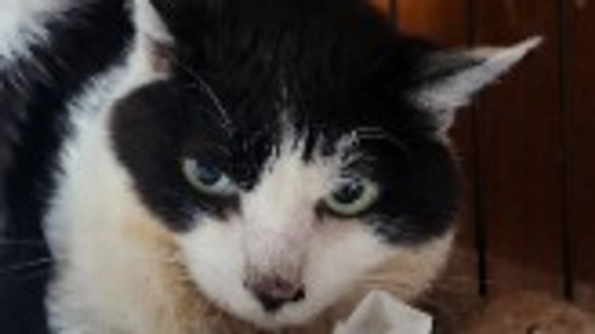 🆘️マリアのクラウドファンディング残り16日になりました🆘️