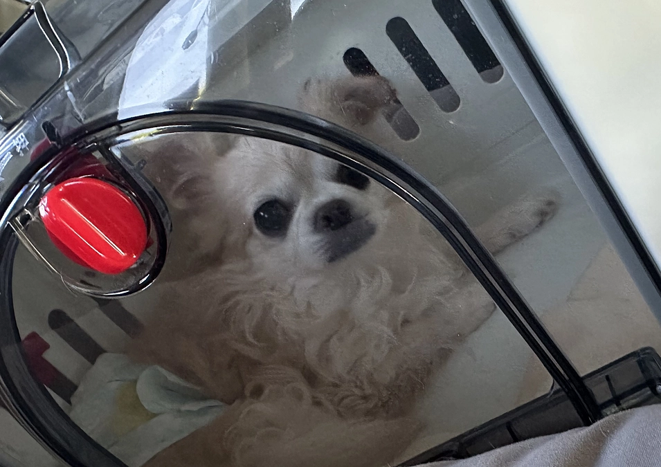 本日はかかりつけ病院Bの受診日でした