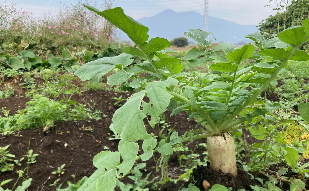 1、3000円コース:半夏生米を応援します。