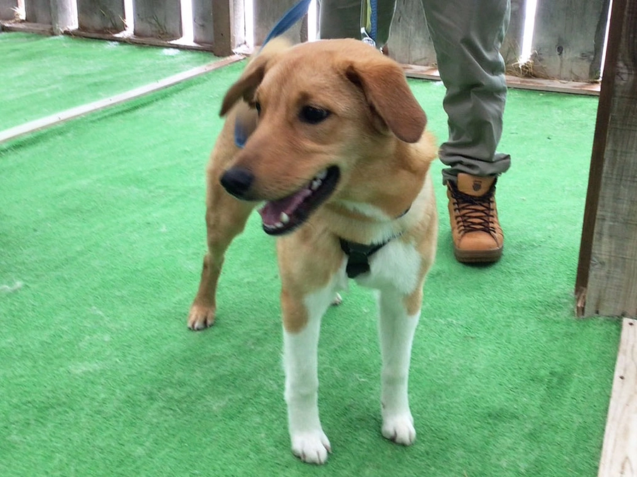 第11回犬のしつけ教室　もっと犬のこと知ってみよう！　頼りになる飼い主になろう！　ご報告