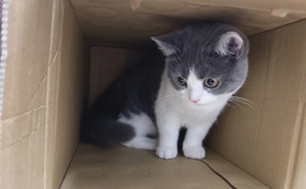 えだまめ応援コース1(リターンなし)