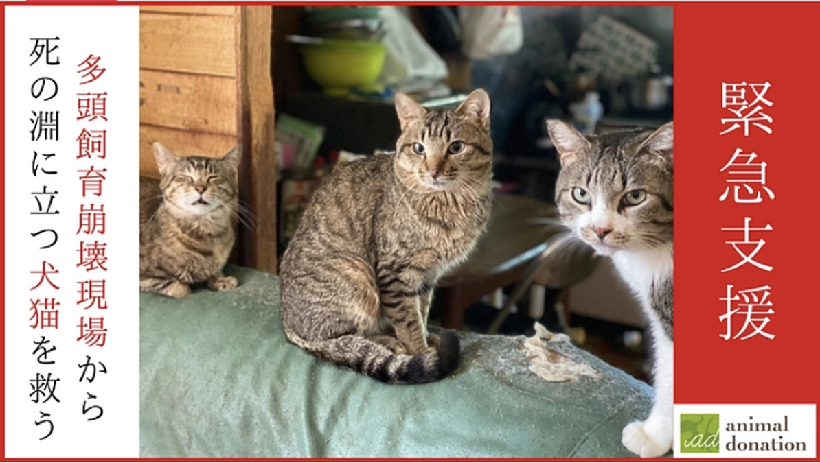「アニマルドネーション」さんのクラウドファンディングのご紹介