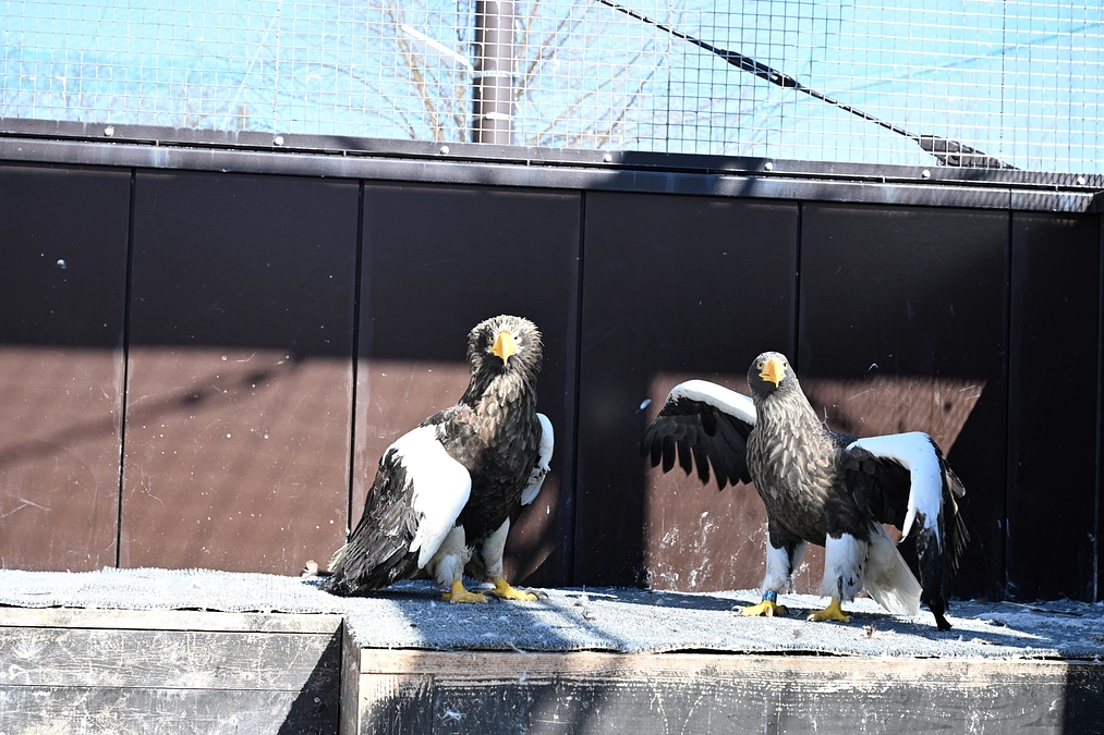 鉛散弾で撃たれていたオオワシはリハビリケージで落ち着きを取り戻した