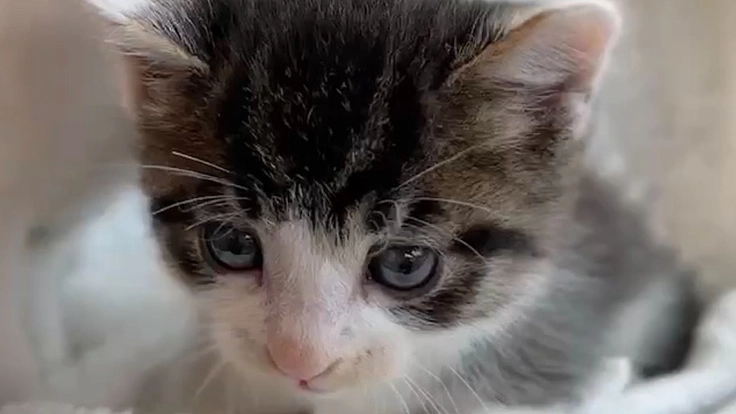 FIP 猫伝染性腹膜炎と闘うぬぅちゃんを助けてください