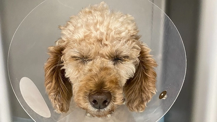 繁殖引退犬！歯石放置で抜歯、子宮蓄膿症の手術。本当は楽しい犬生を！