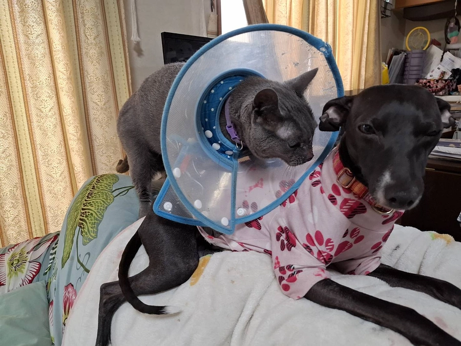 今日のステラの様子