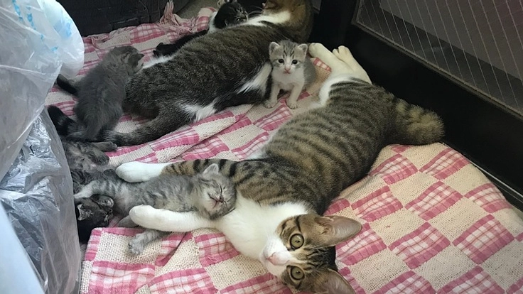 猫たちの最後の砦としてシェルターを作りたい