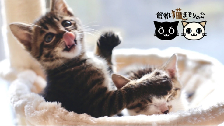 倉敷市で殺処分ゼロ継続中!猫たちの命をこれからも明日に繋ぎ続けたい