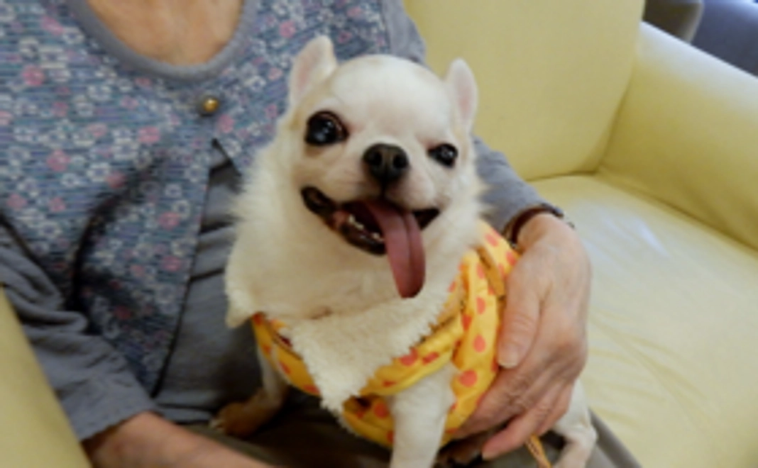 【Readyfor限定】保護っ子カフェMOKOん家１日ご優待券