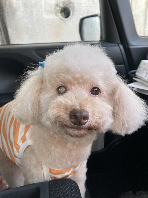 バンビ手術成功しました！