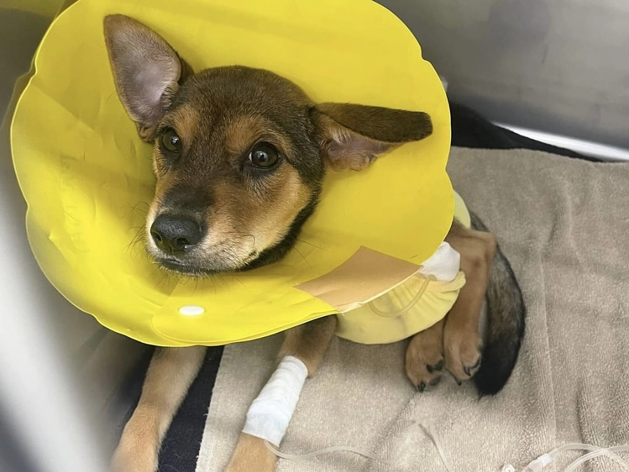 【終了まであと28時間！】子犬の留守番が難しい理由　急変する体調と対応〜宮古島からやってきたシュウ〜