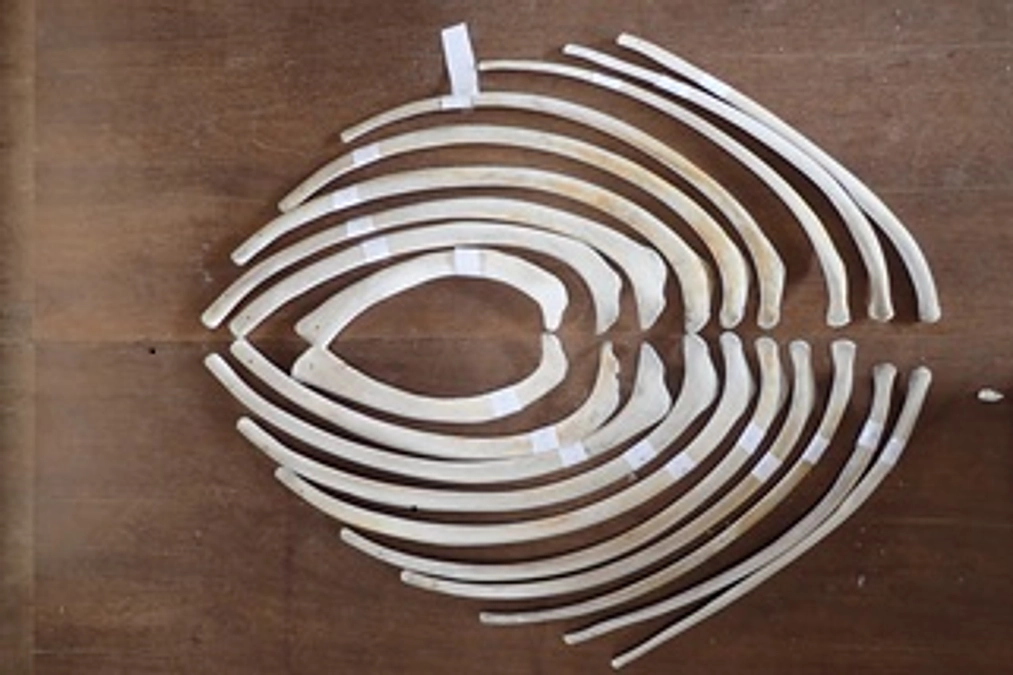 クジラの骨格標本