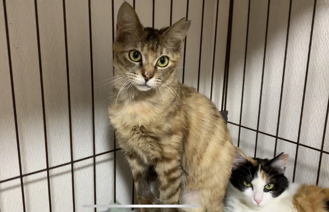 おこちゃんがゴロにゃんに！