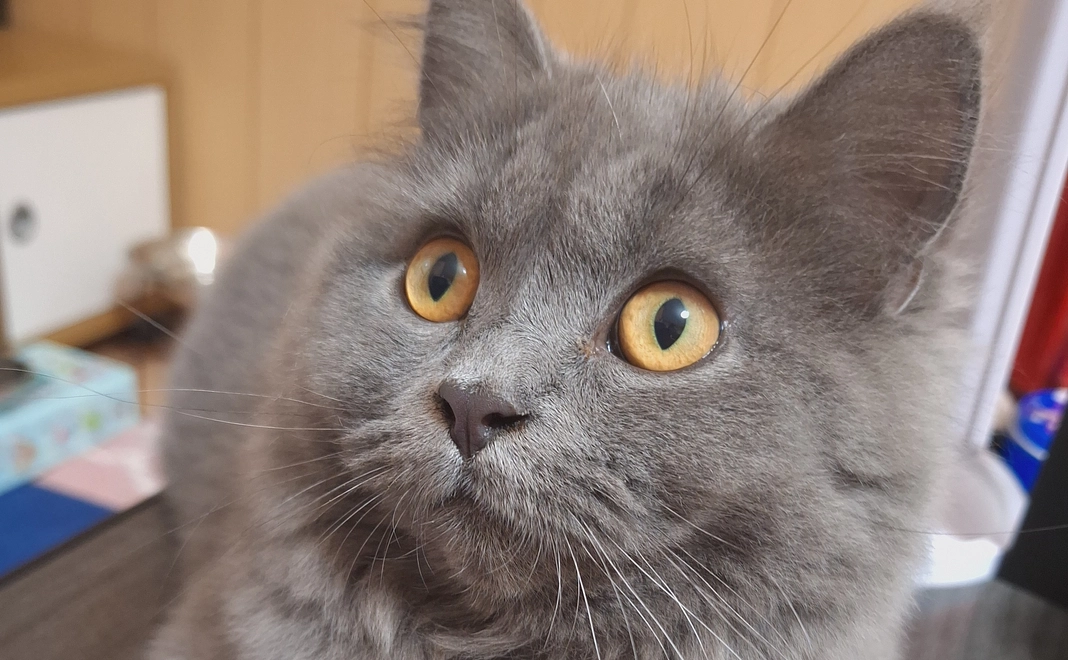 ポンちゃん明日のために5 リターン不要