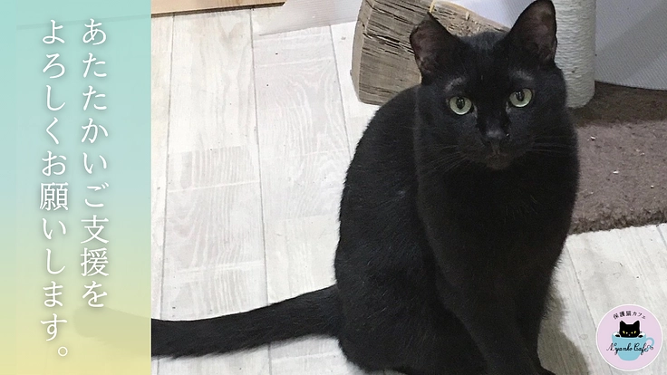 救える命を諦めない。 保護猫カフェを拡張し1匹でも多くの猫を幸せに 9枚目