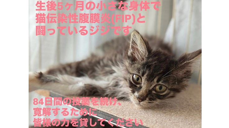 ジジを助けたいです。元野良猫ジジのFIP治療費のお願い。