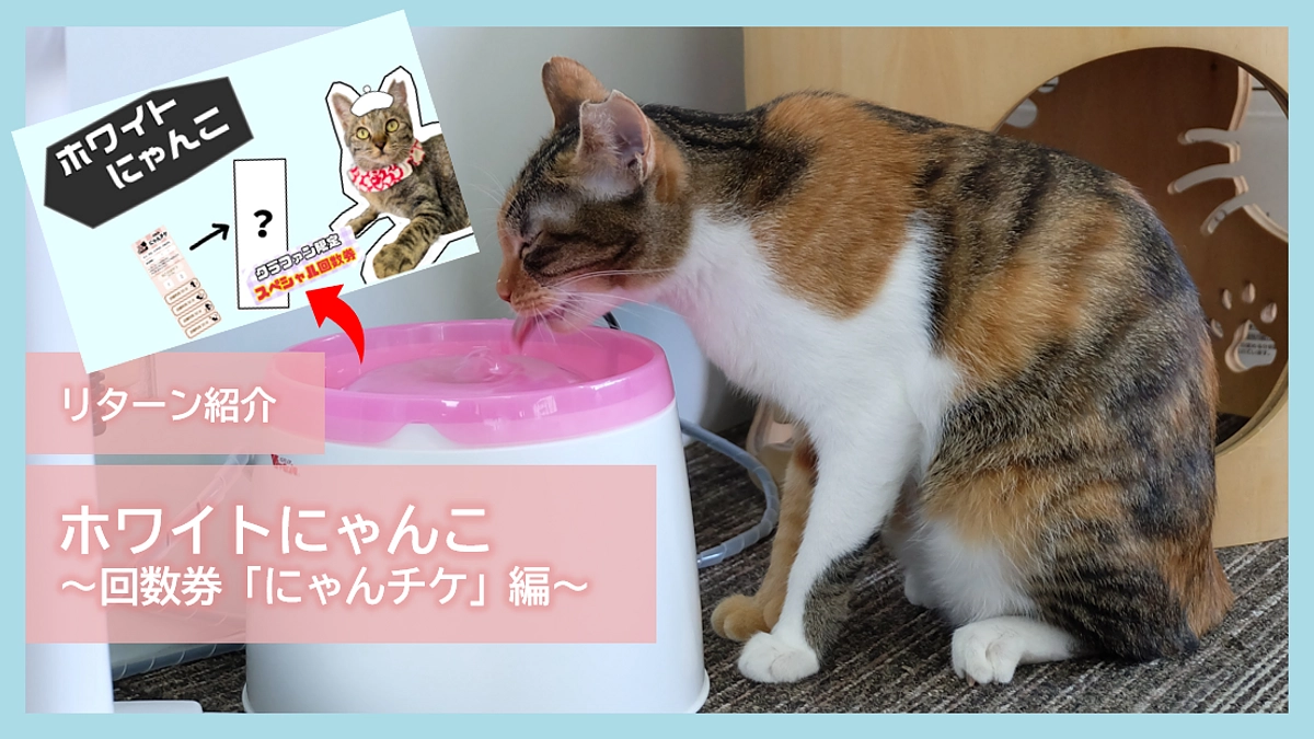 リターン紹介｜ホワイトにゃんこ～回数券「にゃんチケ」編～