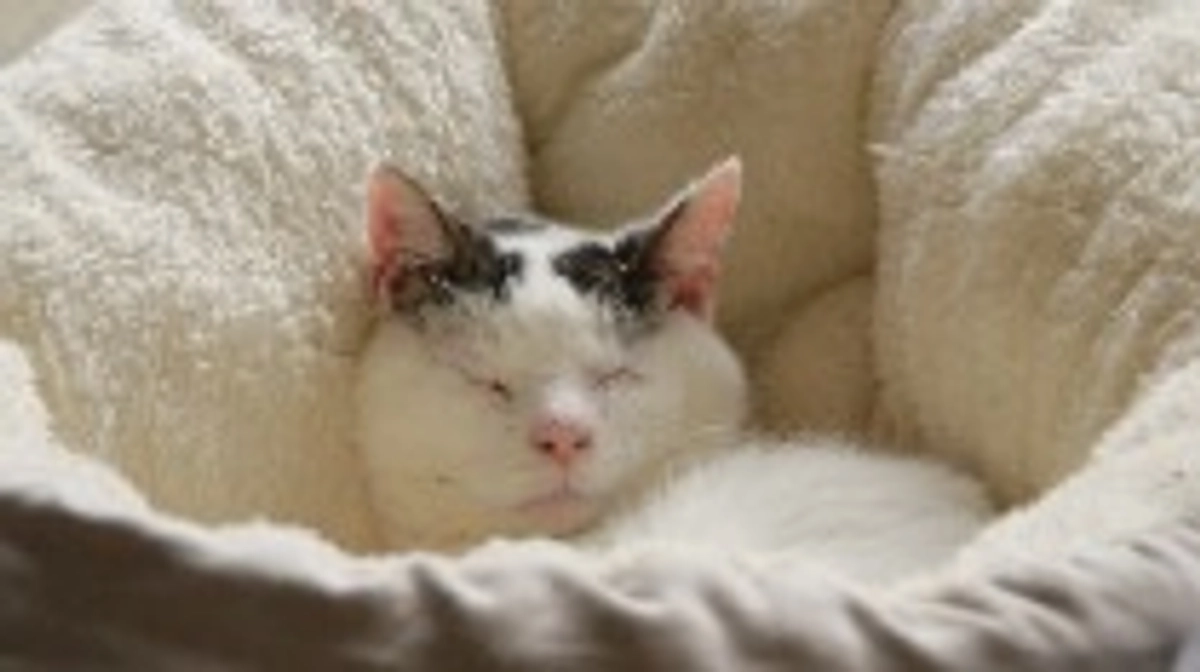 隻眼の保護猫「ラビ」のこと１