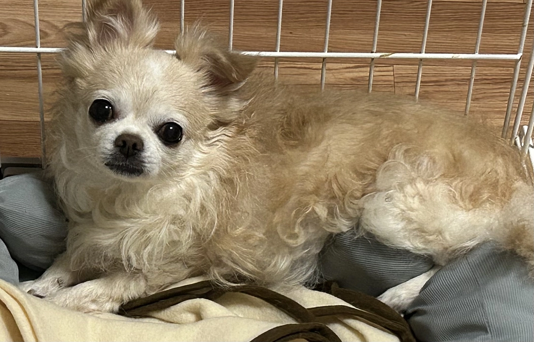 いつもご支援拡散のご協力本当にありがとうございます。。