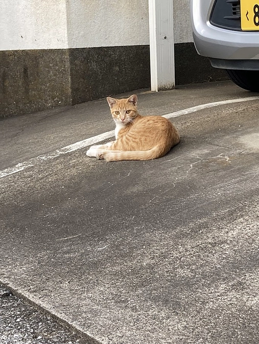 動物病院問い合わせ・受診病院の検討