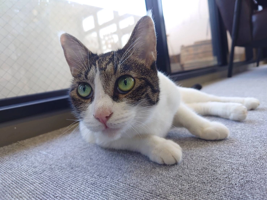 御支援ありがとうございます