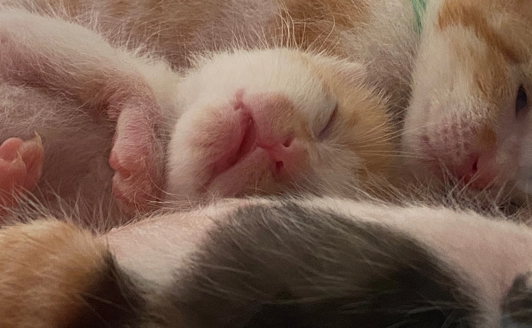 ミルクっ子の音