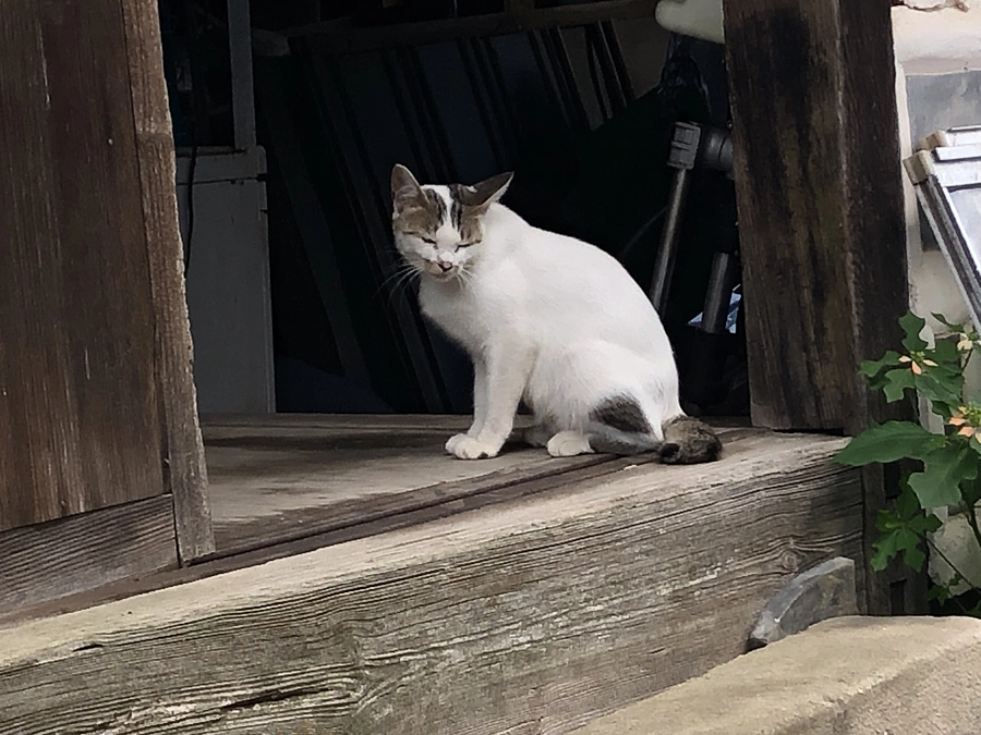 猛暑で猫たちが弱っている？