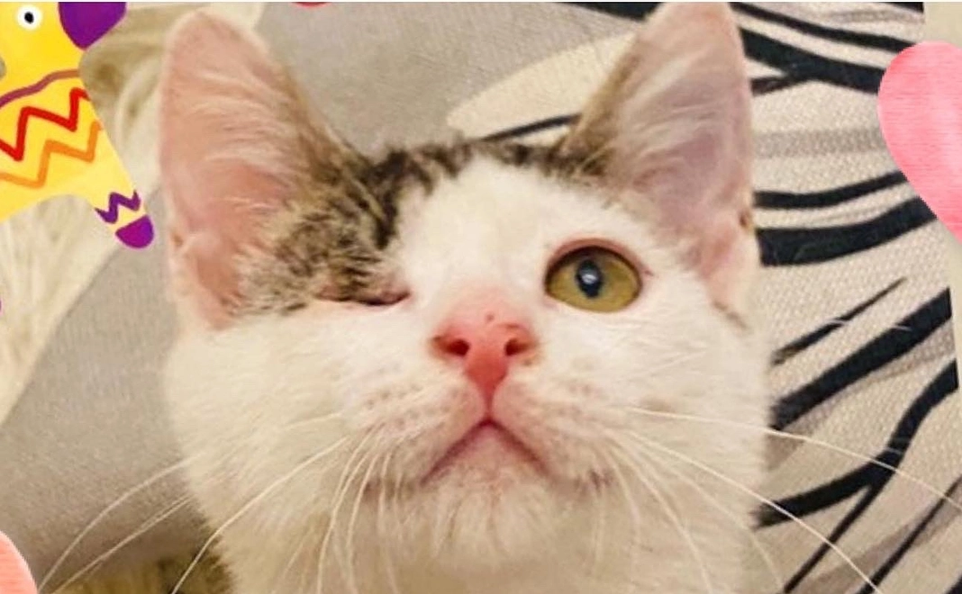 ねこに恩返し♡お気持ちご支援コース｜3,000円