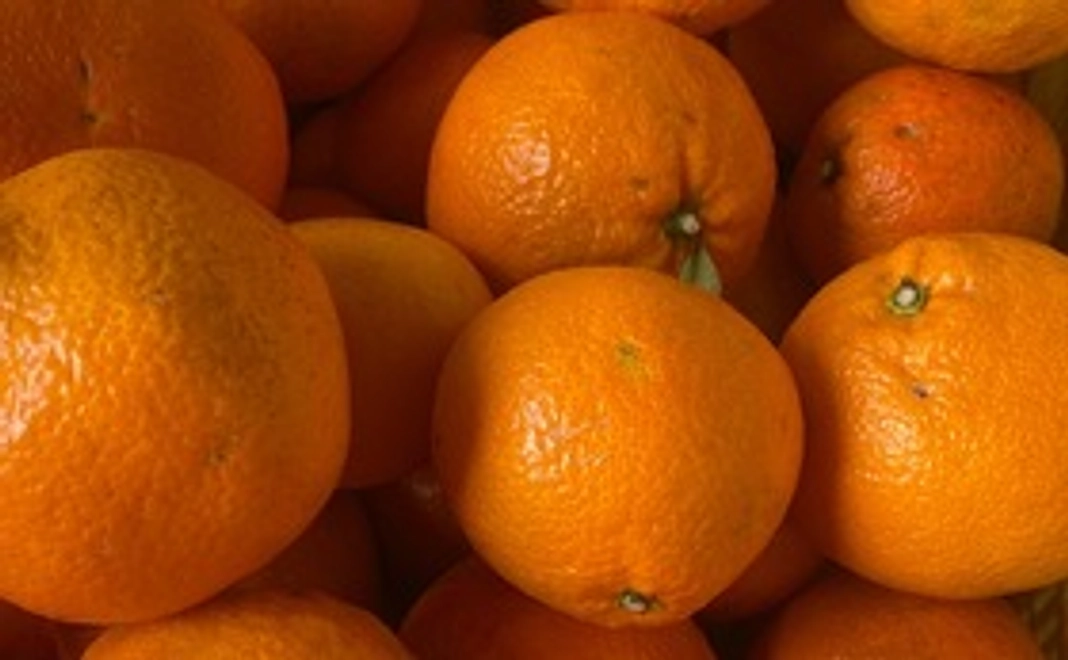 ごごしま伊予柑３キロ