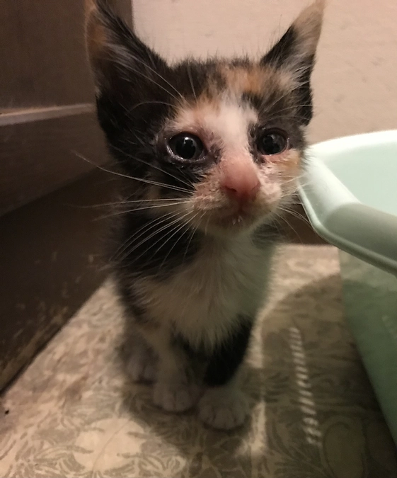 《6匹目》6月6日ムムちゃん【猫紹介】