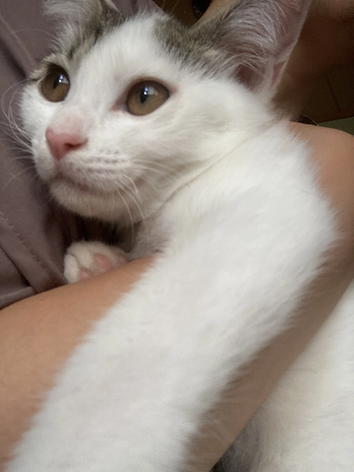 猫のおかげで命ある一日一日が幸せになる