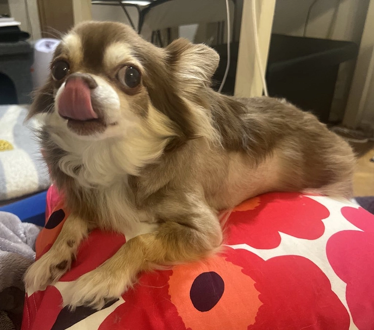 抜糸＆血液検査頑張りました！