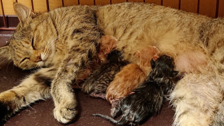 保護猫の妊娠、出産…母猫は猫エイズ。猫親子に適切な医療を。