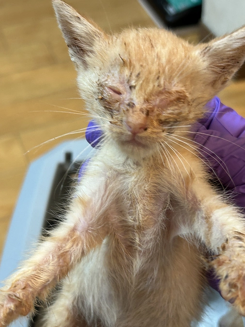 多頭飼育崩壊60頭