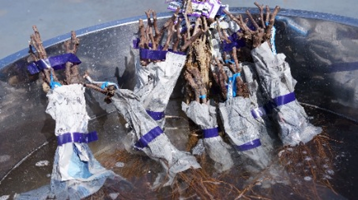 苗木の植え付け