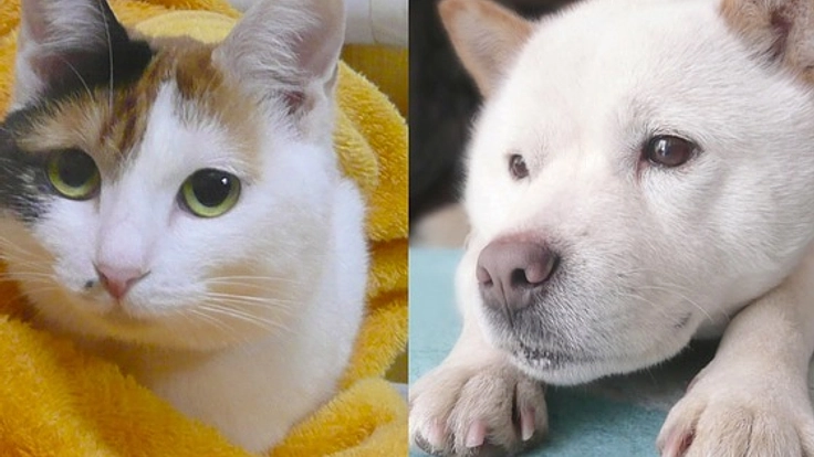 寄付つきカレンダーで保護犬、保護猫活動を応援したい！