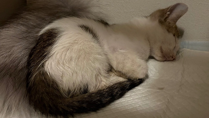 車に轢かれ骨盤骨折をした子猫のご支援にご協力下さい。