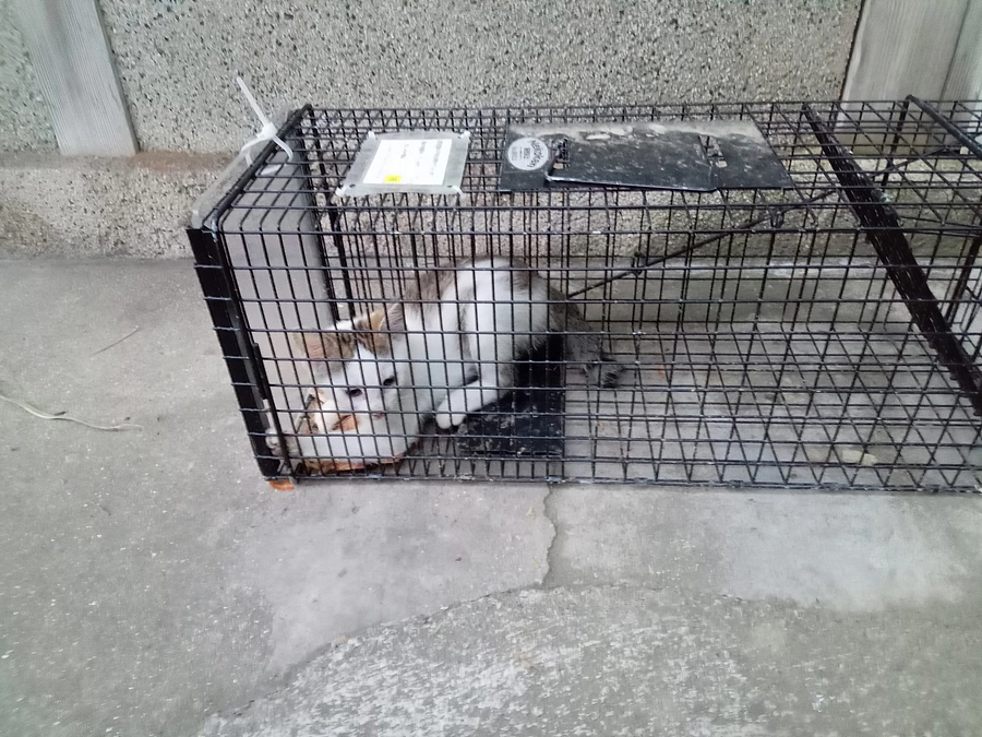 子猫１匹保護しました。