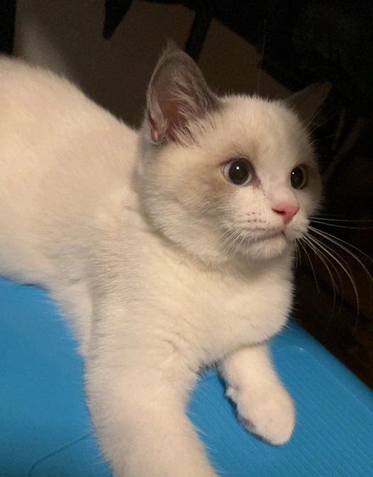 プロジェクトが成立しました！ありがとうございます！