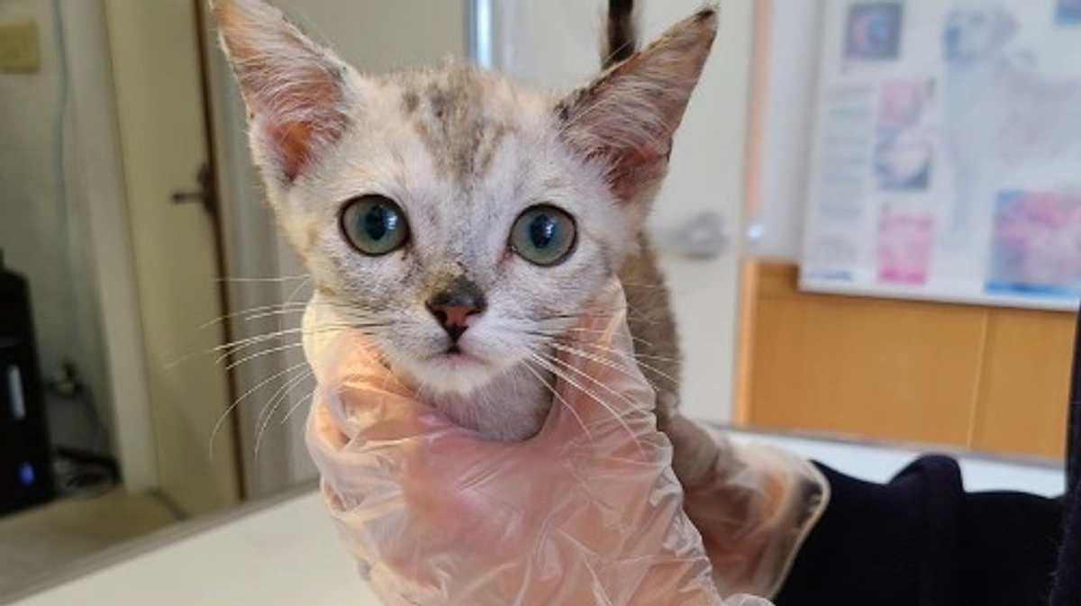 【残り28時間・62.1万円で達成です⭐️】酷い皮膚病の状態で遺棄されていた8頭を緊急保護しました③